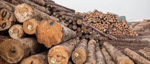 石峰 疫情对我国木业行业影响与应对方略